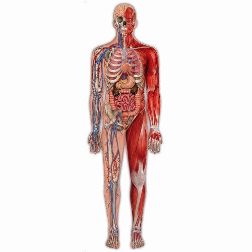 Puzzle Play Gigante Corpo Humano 100 Pecas Grow Realidade Aumentada