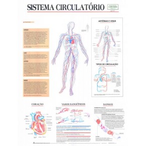 Mapa Sistema Circulatório