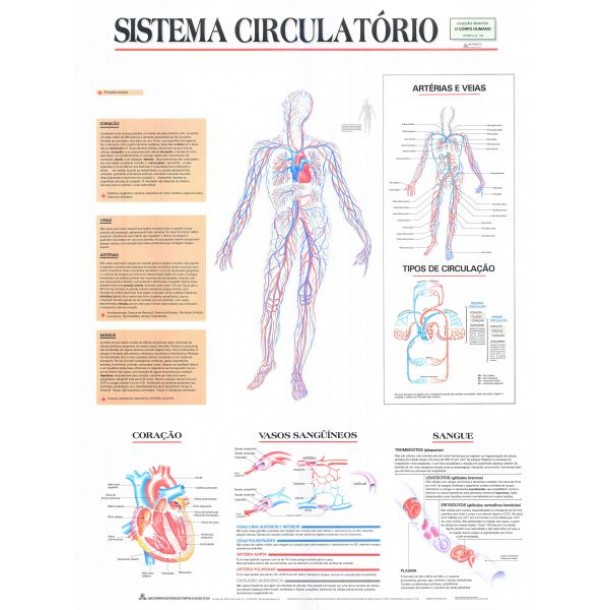 Mapa Sistema Circulatório