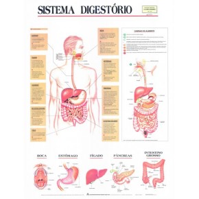 Mapa Sistema Digestório