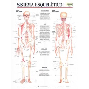 Mapa Sistema Esquelético