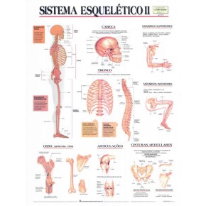 Mapa Sistema Esquelético II