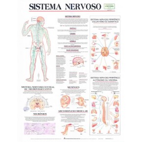 Mapa Sistema Nervoso