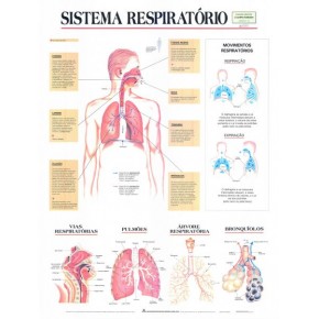 Mapa Sistema Respiratório