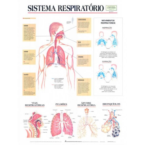 Mapa Sistema Respiratório