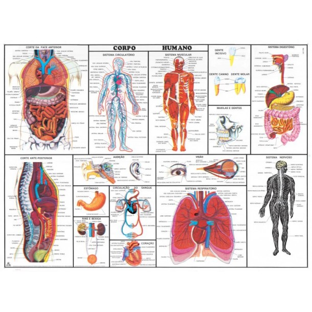 Mapa Corpo Humano