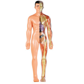 Anatomia - Stem