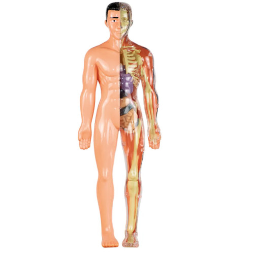 Anatomia - Stem Kit De Ciencias Anatomia STEM Corpo Humano Realidade Aumentada 3D