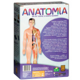 Anatomia - Stem